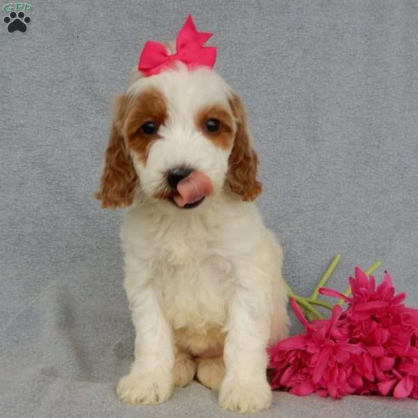 Princess-(Medium), Goldendoodle Puppy